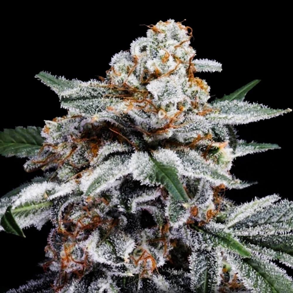 DNA Genetics - Canelo Auto Feminized 