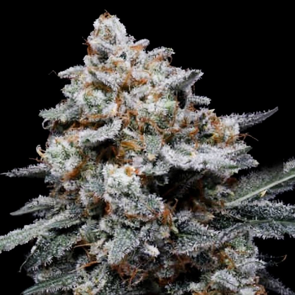 DNA Genetics - CheMACal Romance Auto Feminized