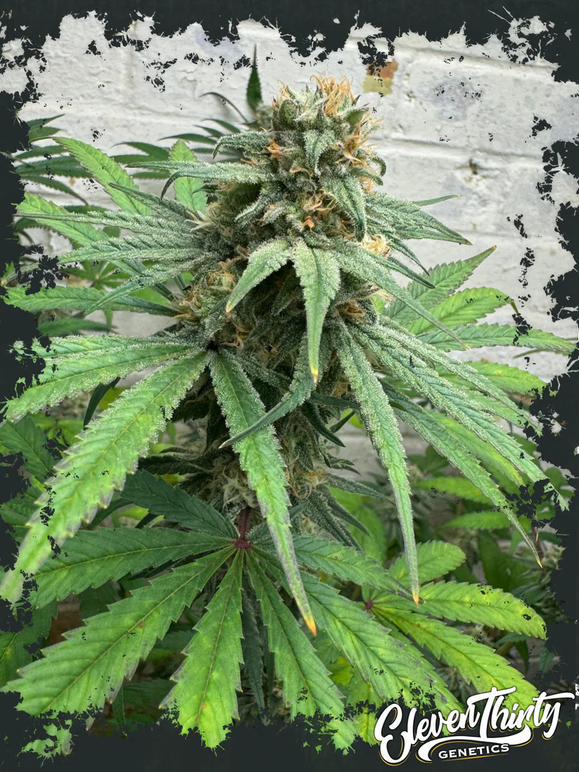 Eleven Thirty Genetics - Cheese Wizard Auto - Feminized