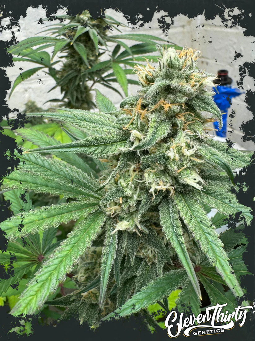 Eleven Thirty Genetics - Cheese Wizard - Feminized