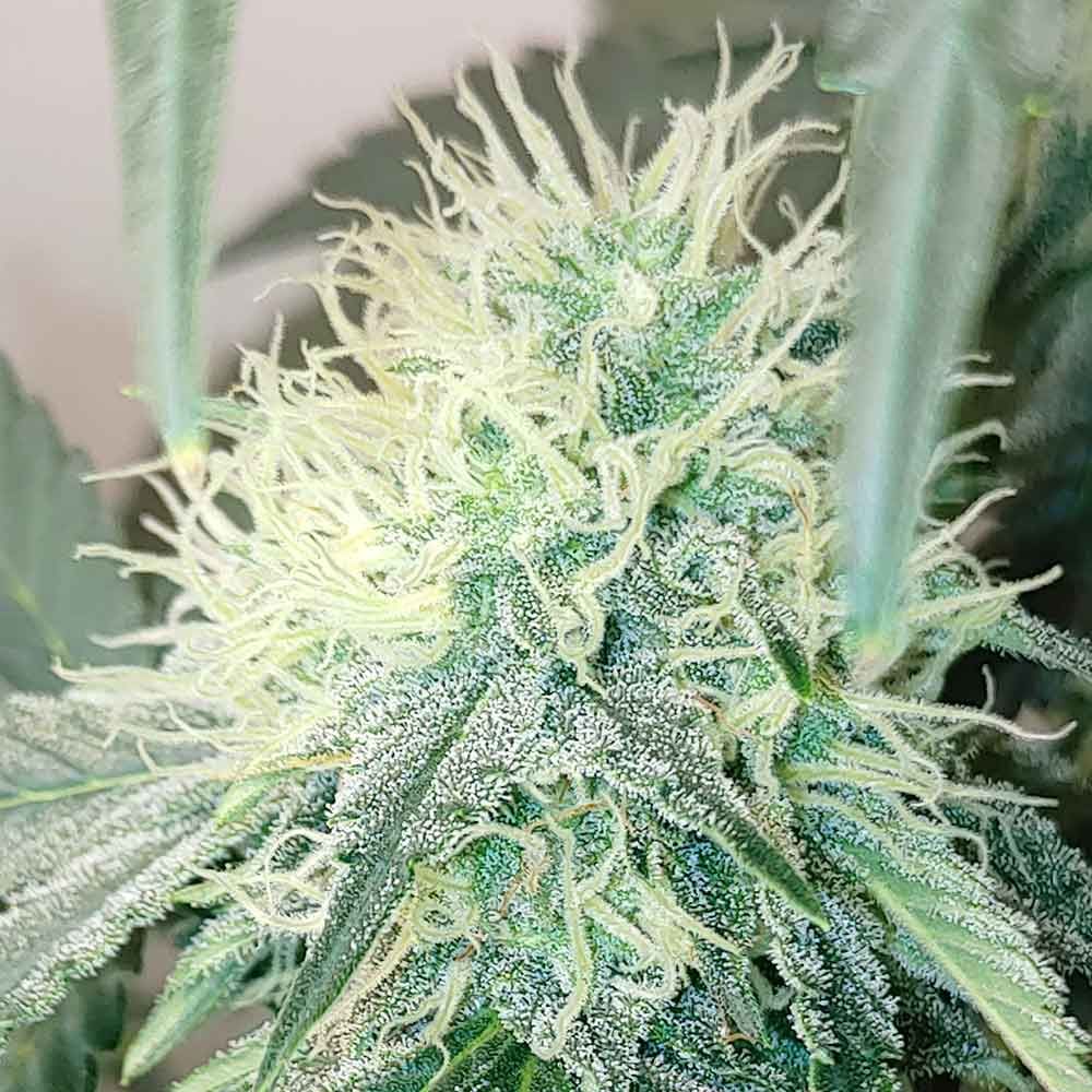 Karma Genetics Seeds - Chemical Zi - Regular