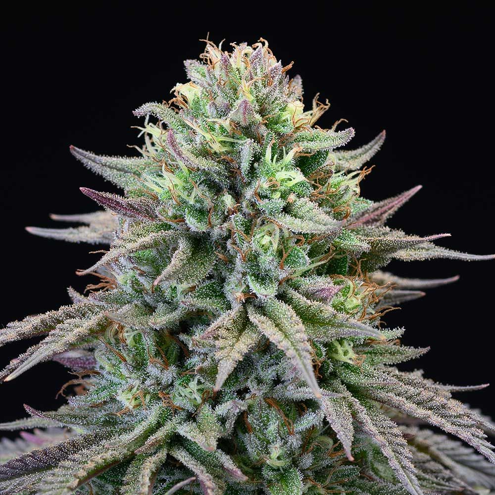 Cookies Seeds - Cherry Cooks - Feminized