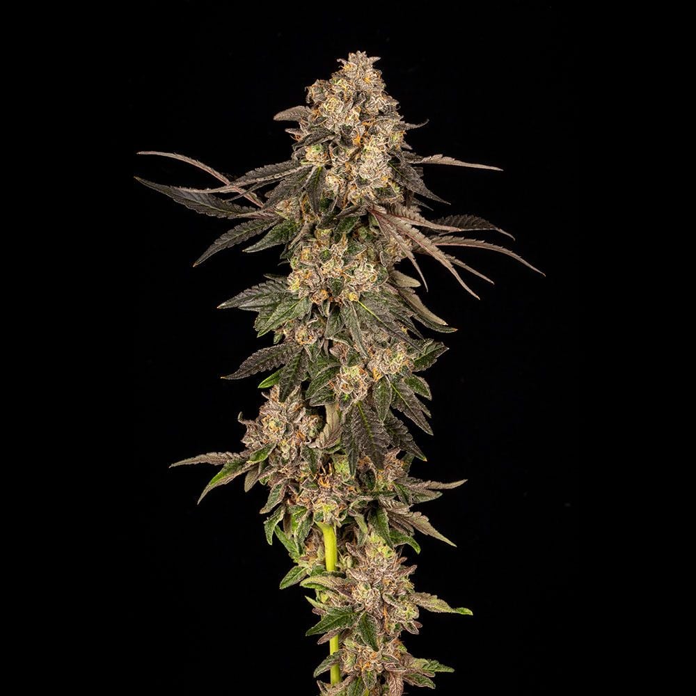 Cookies Seeds - Cherry Fritter - Feminized