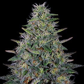 G13 Labs - Cherry Pavlova Feminized