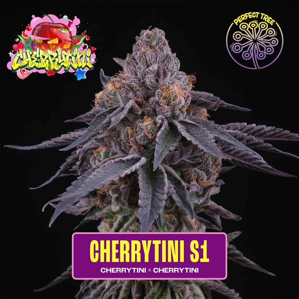 Perfect Tree Seeds - CherryTini S1 - Feminized 