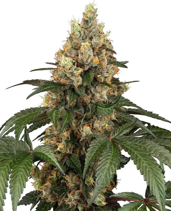 Sensi Seeds - Chocolate Rainbow XXL - Feminised