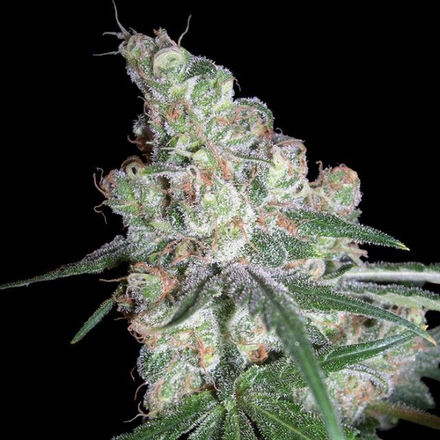 DNA Genetics - Chocolope - Feminized 