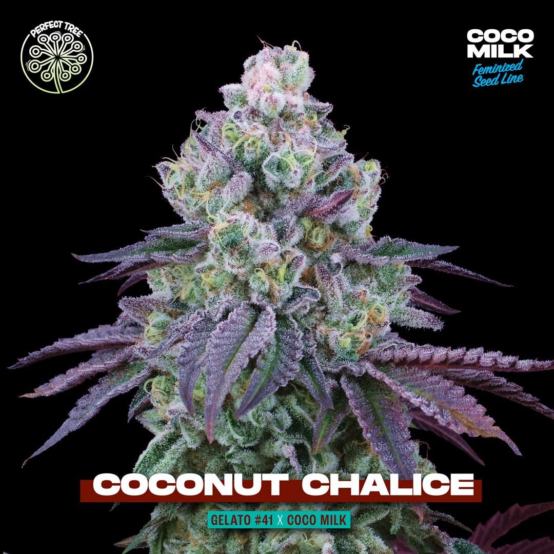 Perfect Tree Seeds - Coconut Chalice - Feminized 