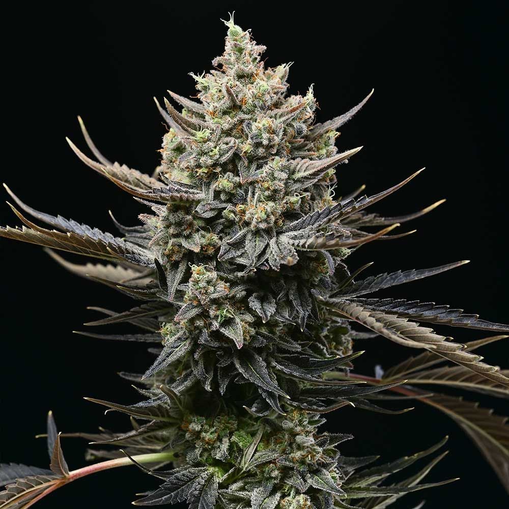 Cookies Seeds - Corn Syrup - Feminized 