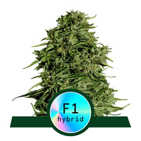 Cosmos F1 CBD Auto – Feminized – Royal Queen Seeds   