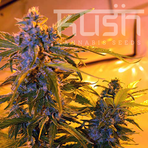 Kush Seeds - Critical Kush Auto Feminized