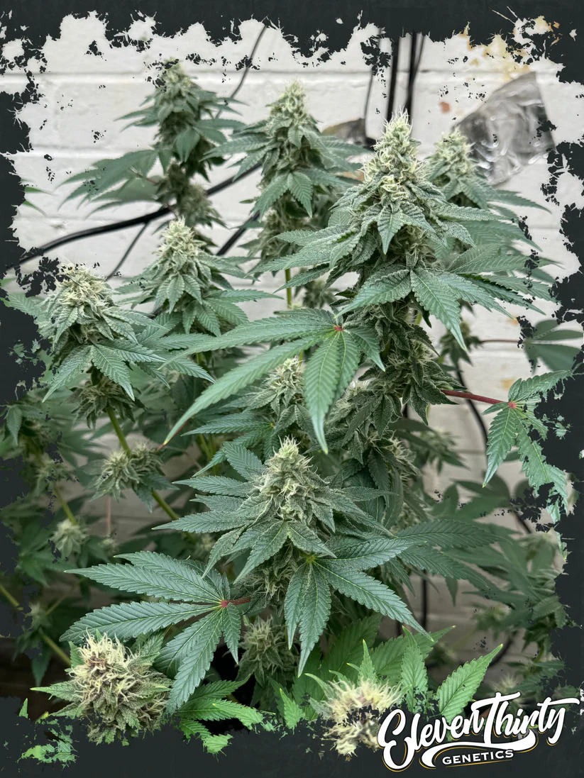 Eleven Thirty Genetics - Curdz Auto - Feminized