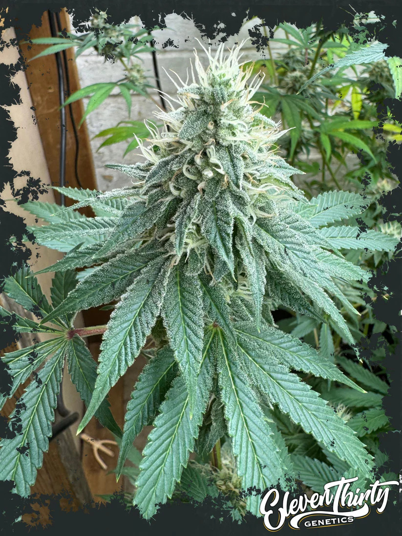 Eleven Thirty Genetics - Curdz - Feminized