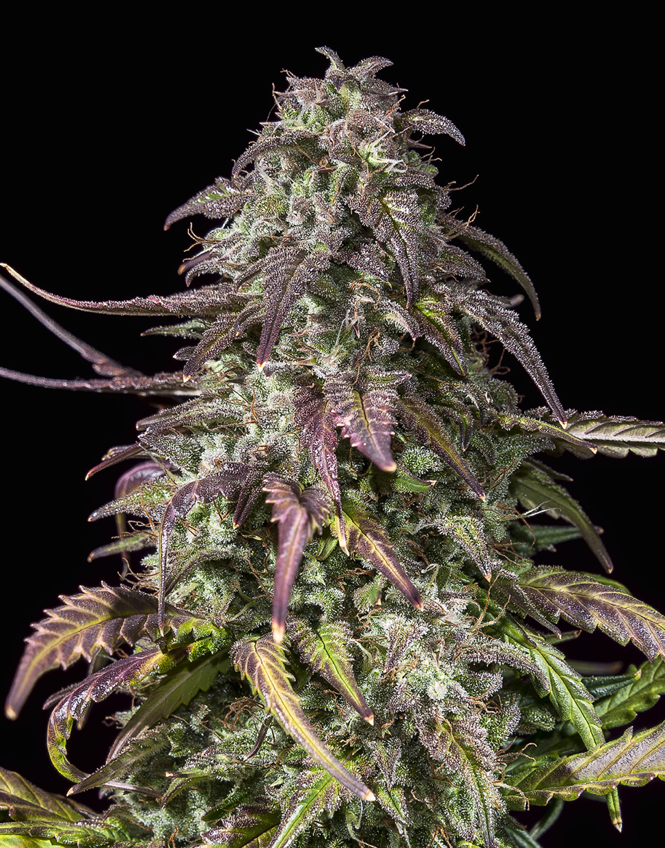 Triploid Cannabis Seeds - Dante’s Dream - Feminized Triploid