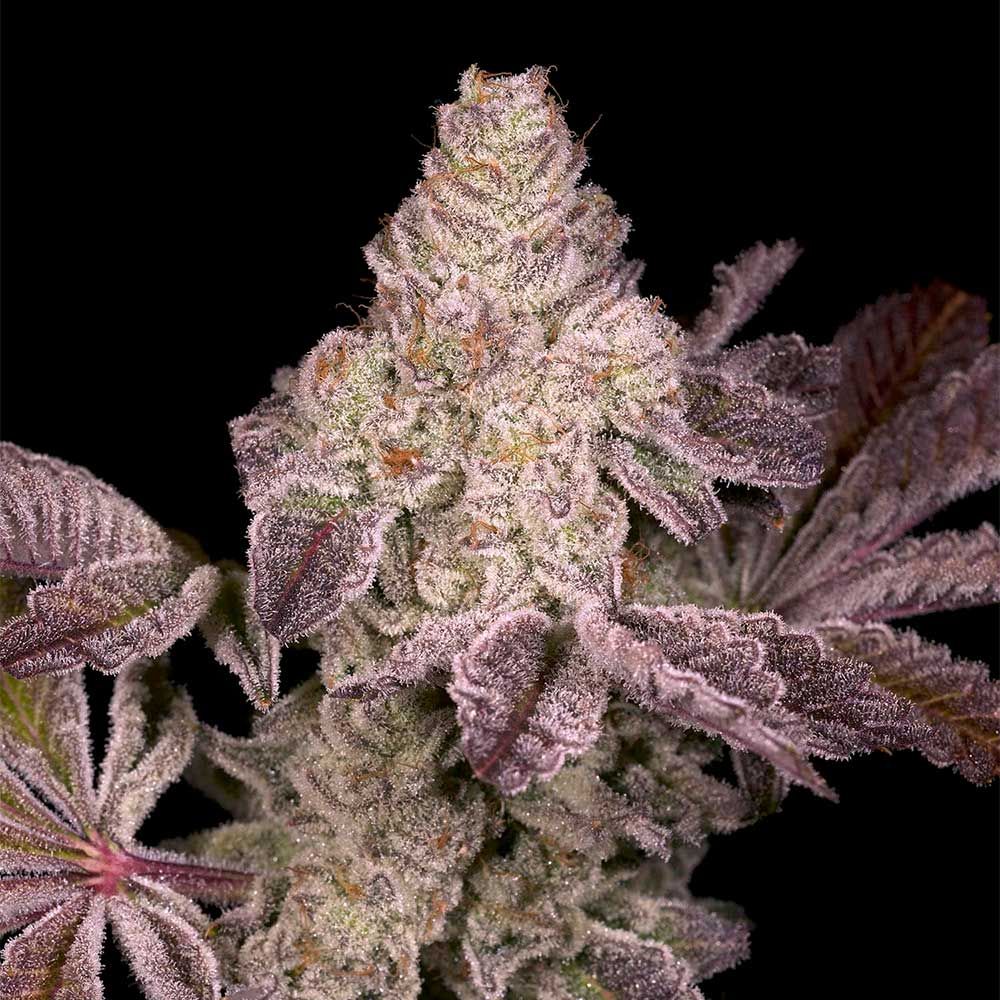 Archive Seeds - Dark Rainbow 2.0 Regular