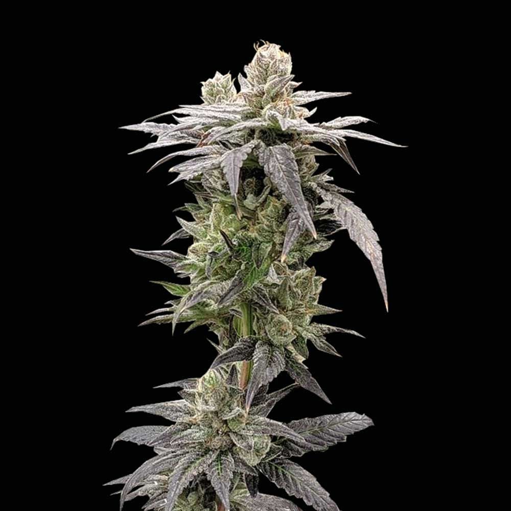 Rare Dankness Seeds - Dark Saber - Feminized 