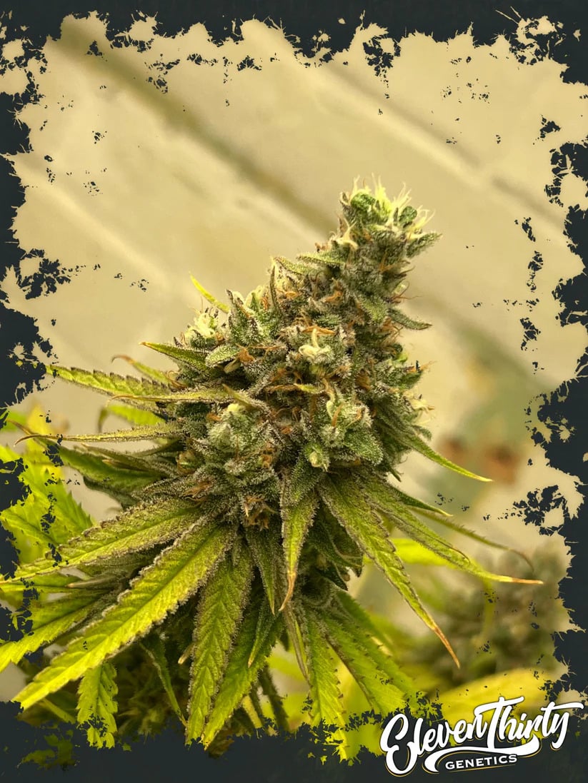 Eleven Thirty Genetics -Dawg Fartz Auto - Feminized