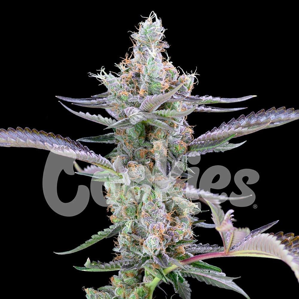 Cookies Seeds - Dirty Money - Feminized