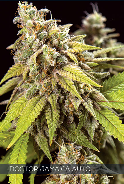 Vision Seeds - Doctor Jamaica Auto Feminized