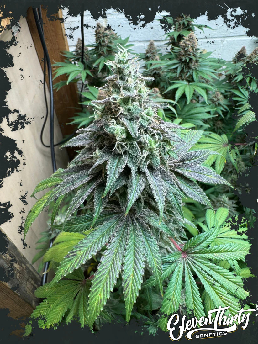 Eleven Thirty Genetics - Double Scoop Auto - Feminized