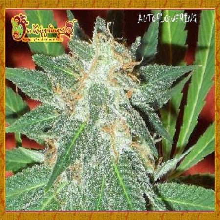 Dr Krippling Seeds Jumping Black Dash Auto Feminised