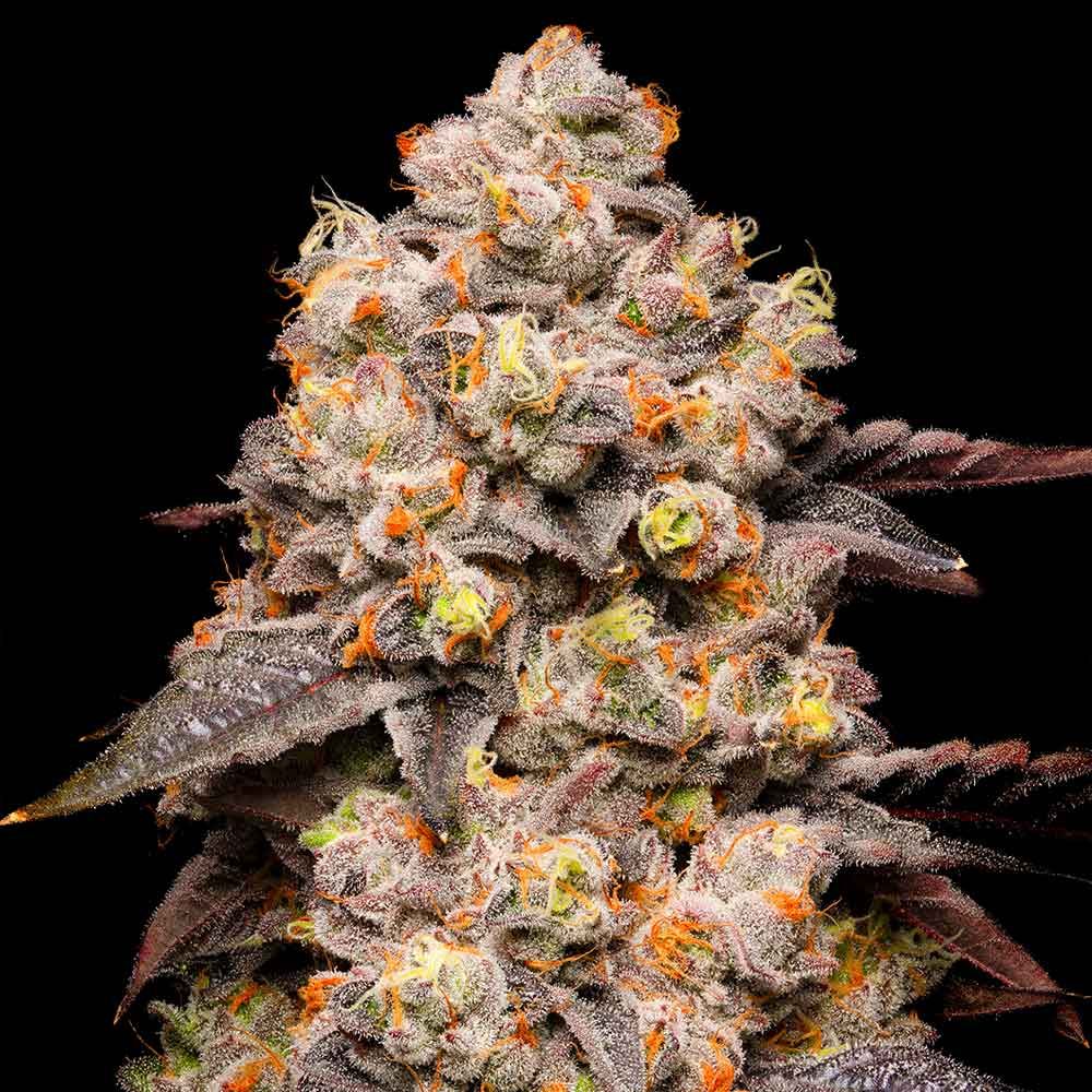 Cookies Seeds - Dried Fruit - Feminized