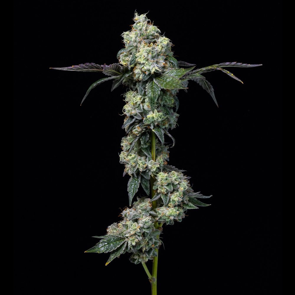 Cookies Seeds - Elephant Trunk - Feminized