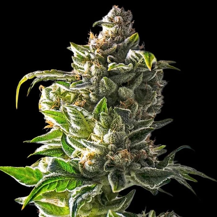 Empire Seeds - Empire Dragon - Feminized