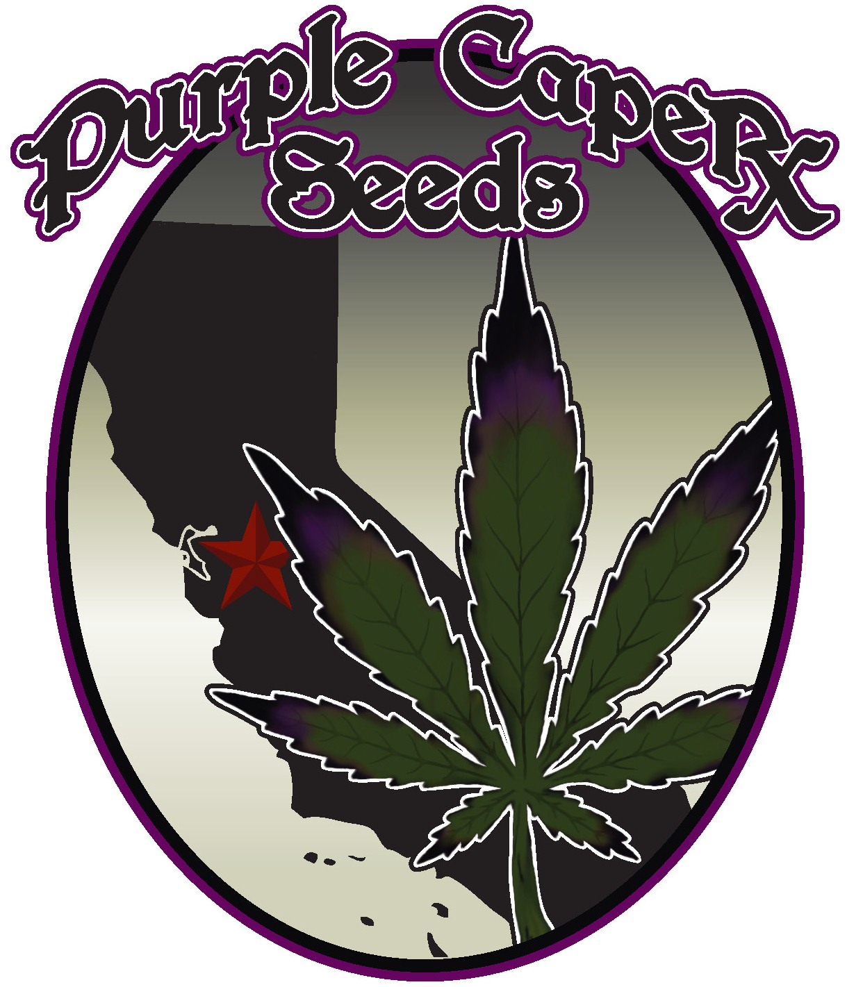 Purple Caper Seeds - Feminised Line Birthday Cake 