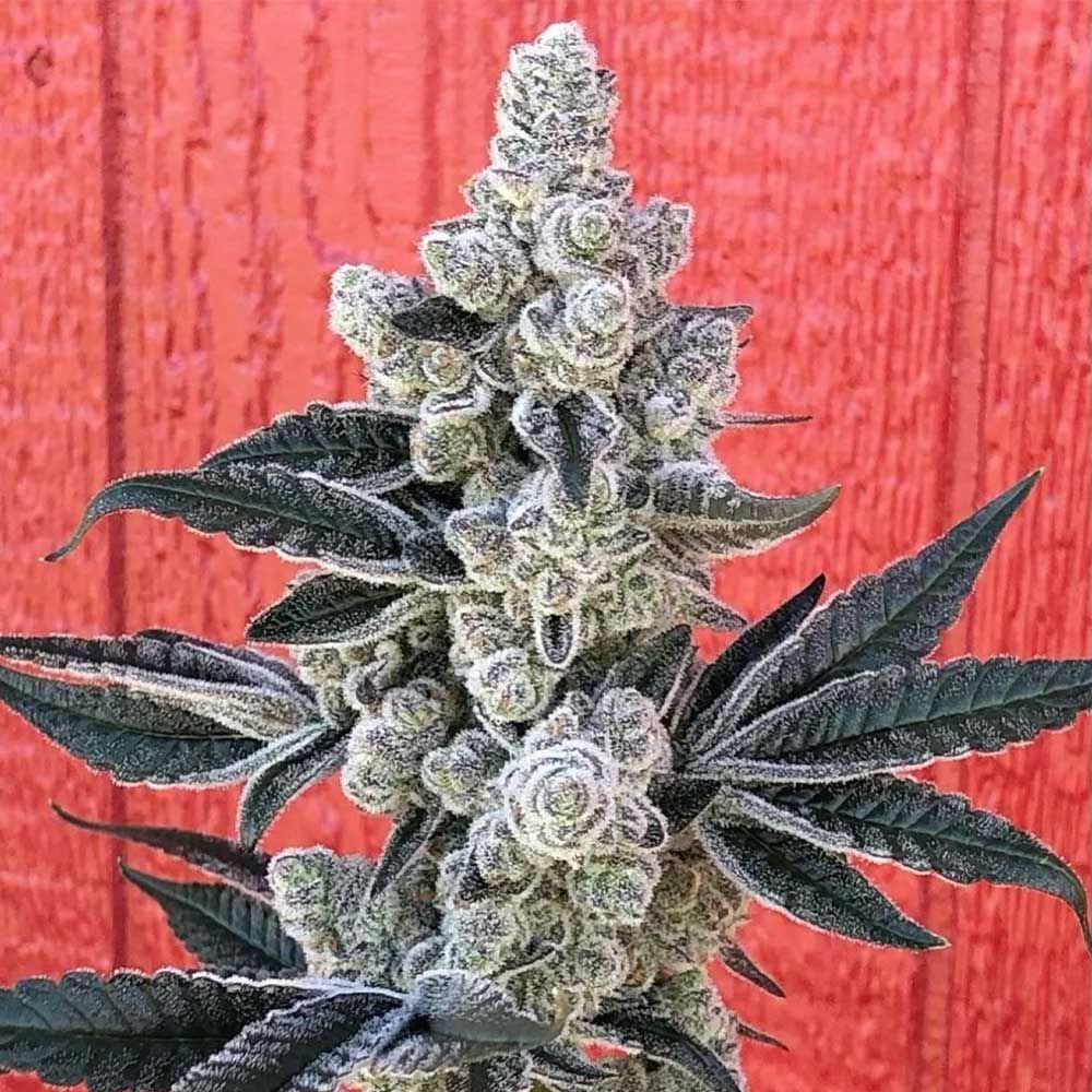 Symbiotic Genetics Seeds - Flow State - Feminized