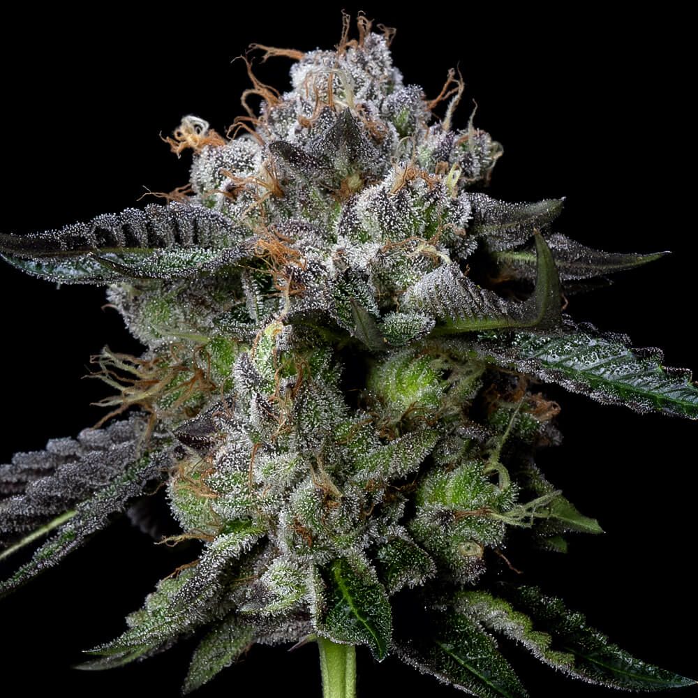 DNA Genetics Seeds - The Four Prophets - Feminized