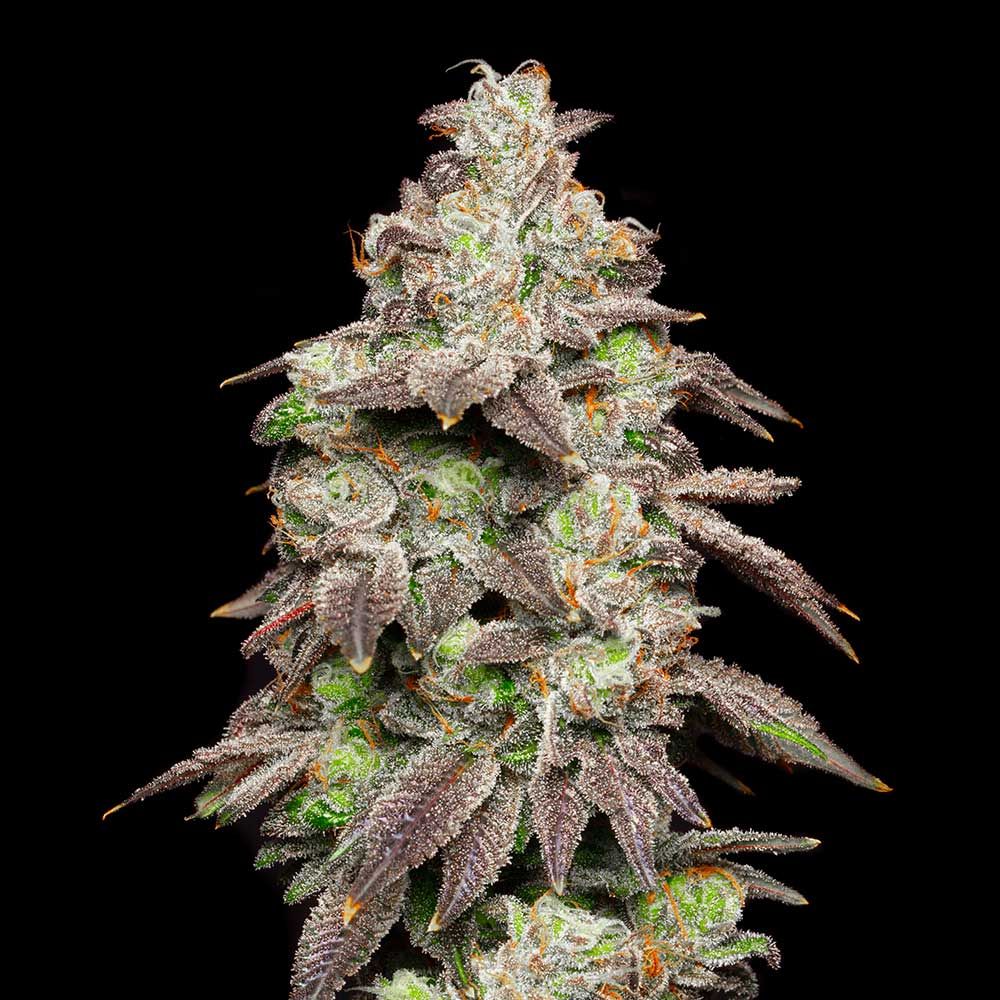 Cookies Seeds - Fried Banana - Feminized