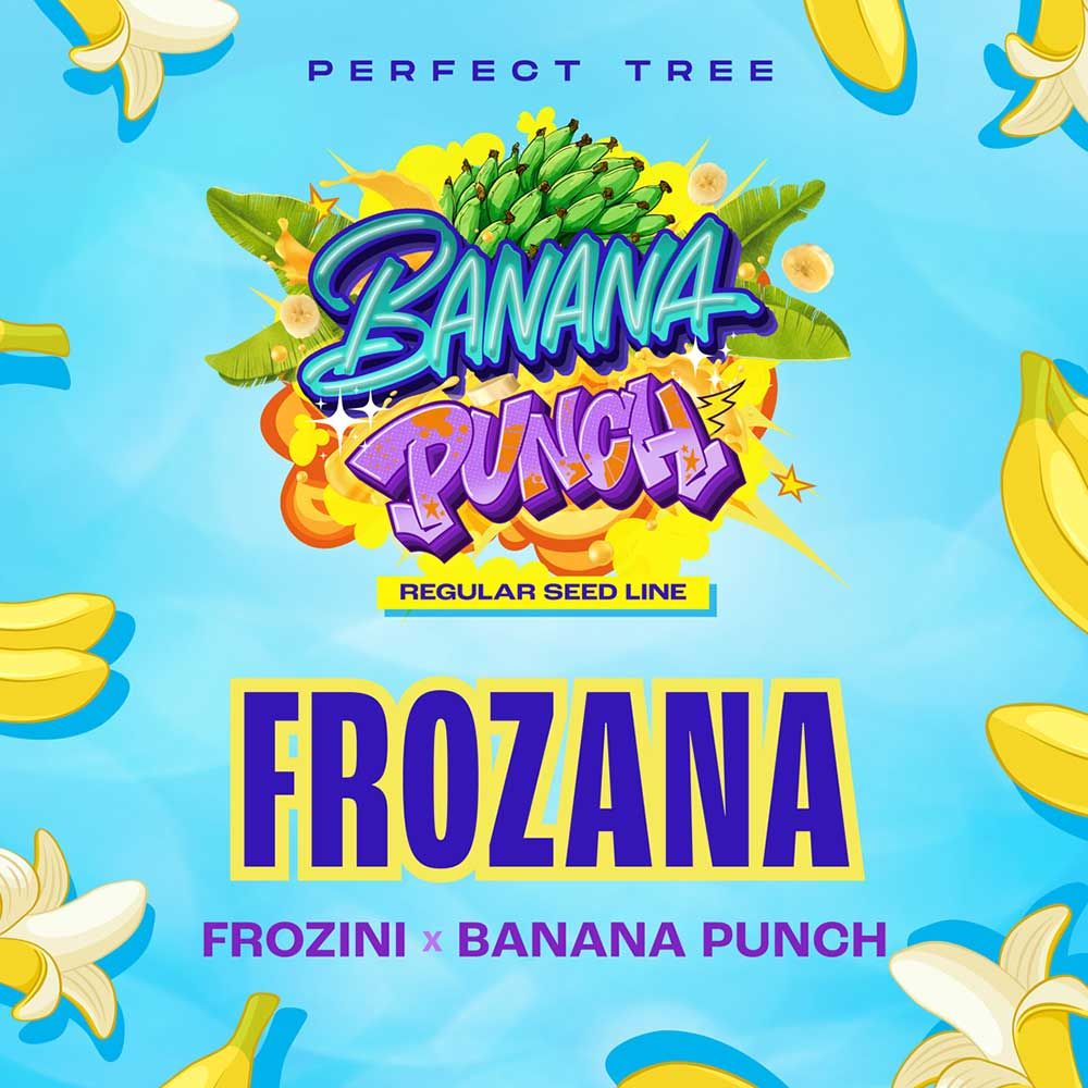 Perfect Tree Seeds - Frozana - Regular 
