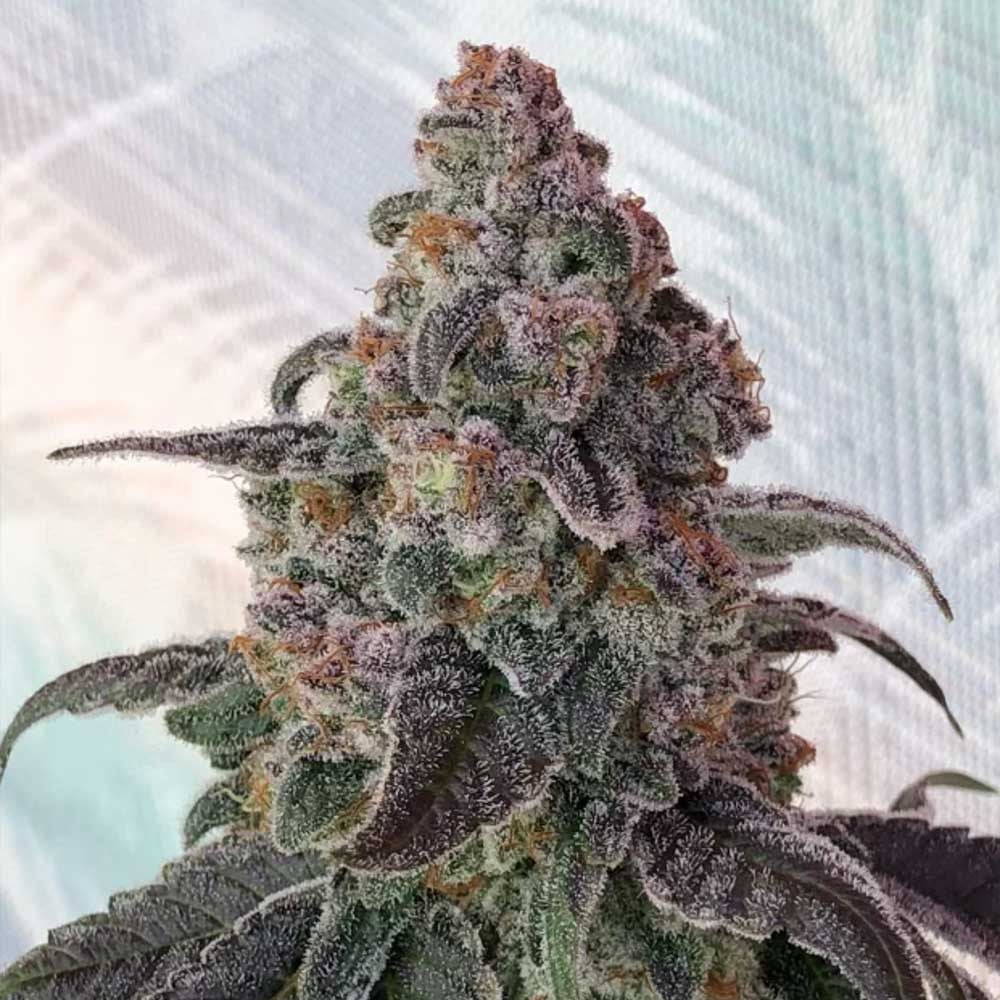 Symbiotic Genetics Seeds - Full Zest - Regular