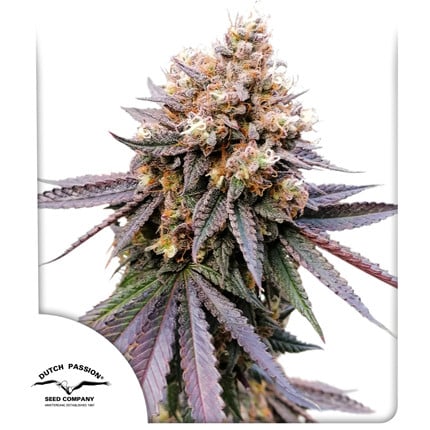 Dutch Passion - GMO Fast - Feminized