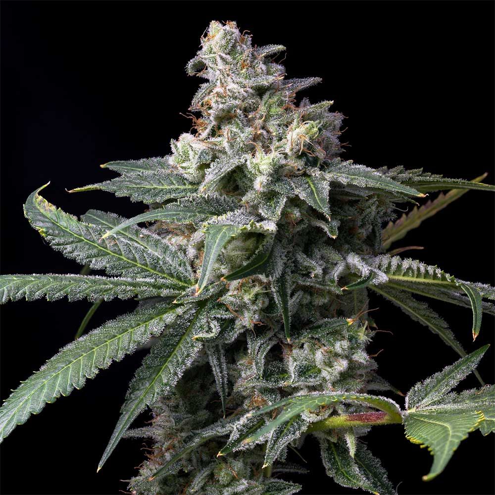 Cookies Seeds - GMO x Hollywood - Feminized