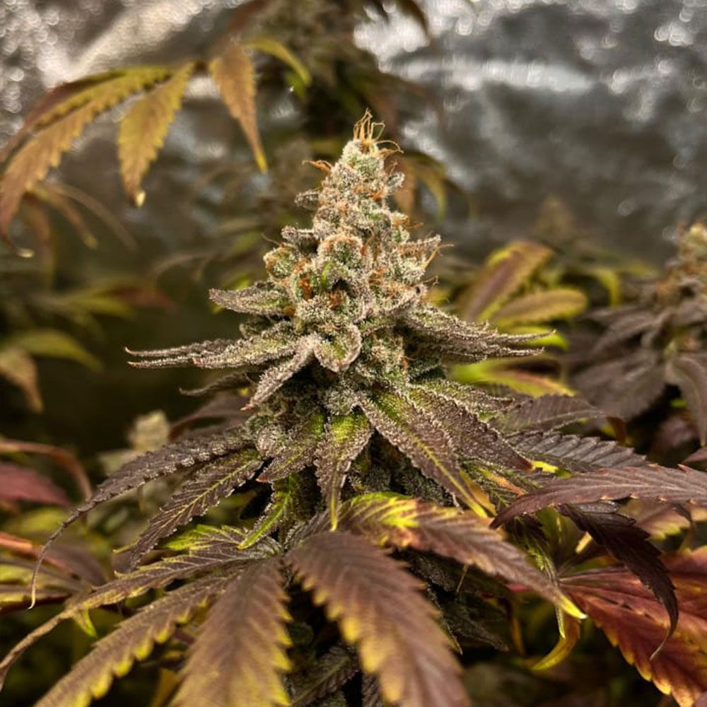 Black Tuna Seeds - Grapplez Feminized