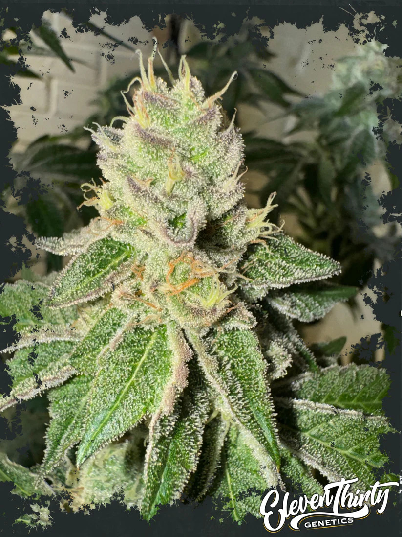 Eleven Thirty Genetics - Garlic Budder Auto - Feminized