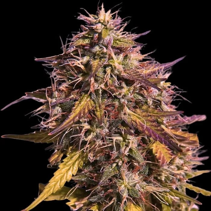 Empire Seeds - Gas Face - Feminized