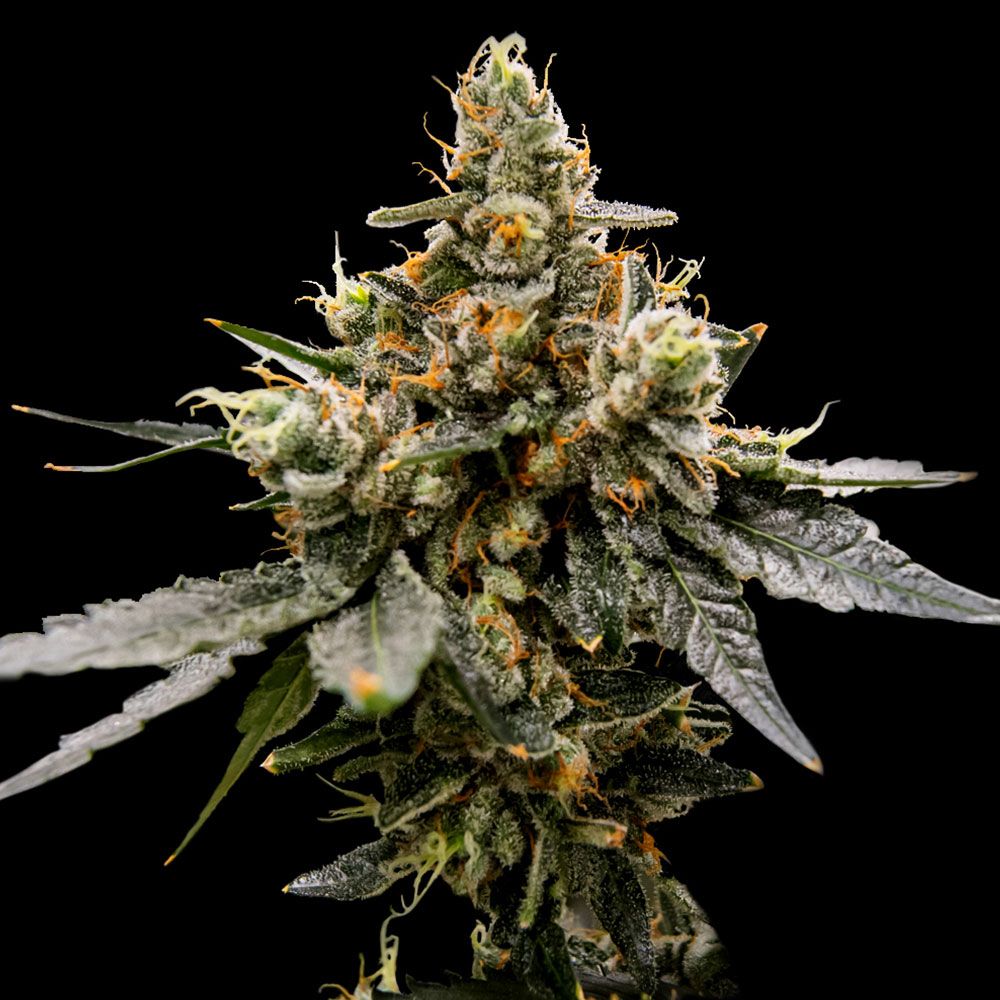 DNA Genetics - Gaz Money - Feminized