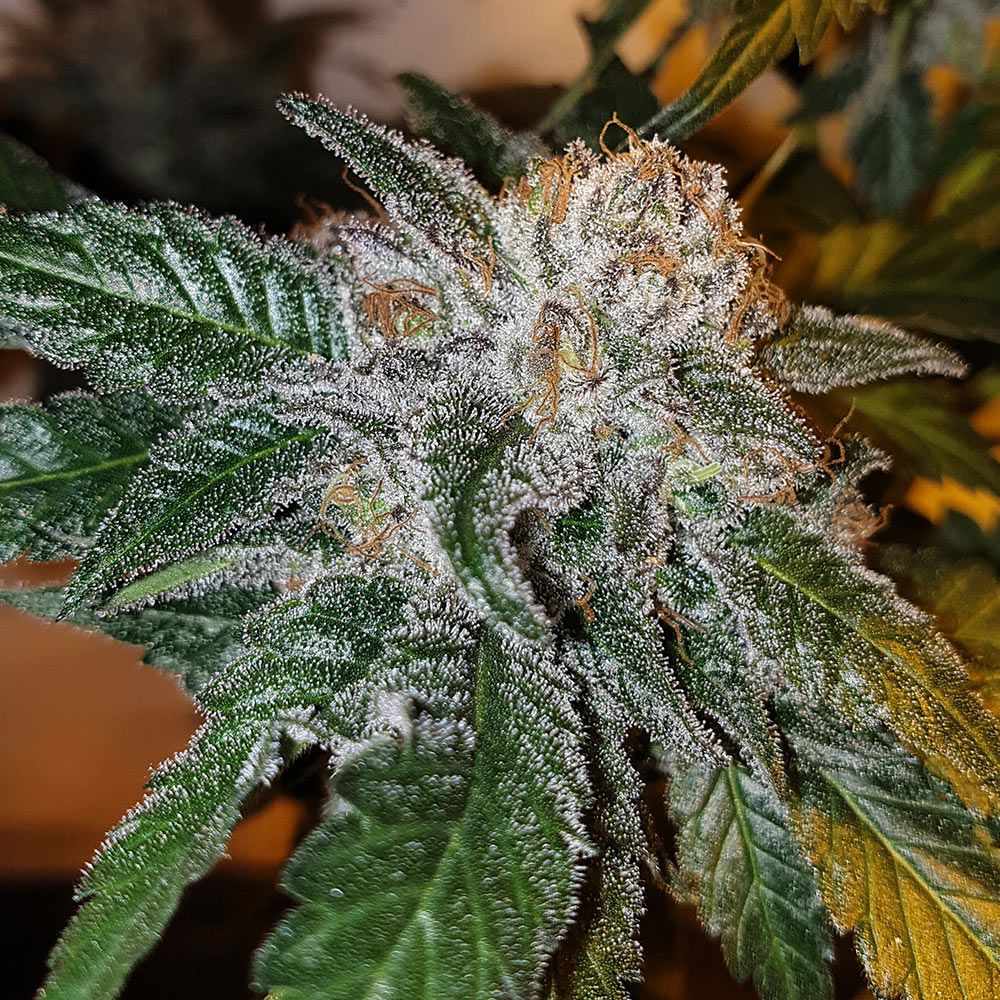 Karma Genetics Seeds - GeloTini - Regular 