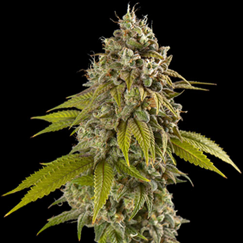 Spliff Seeds - Gelato - Feminized