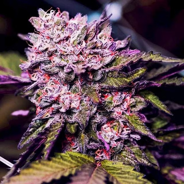 Gelato Dream - Feminized - 2024 Cannabis Seed Collection 