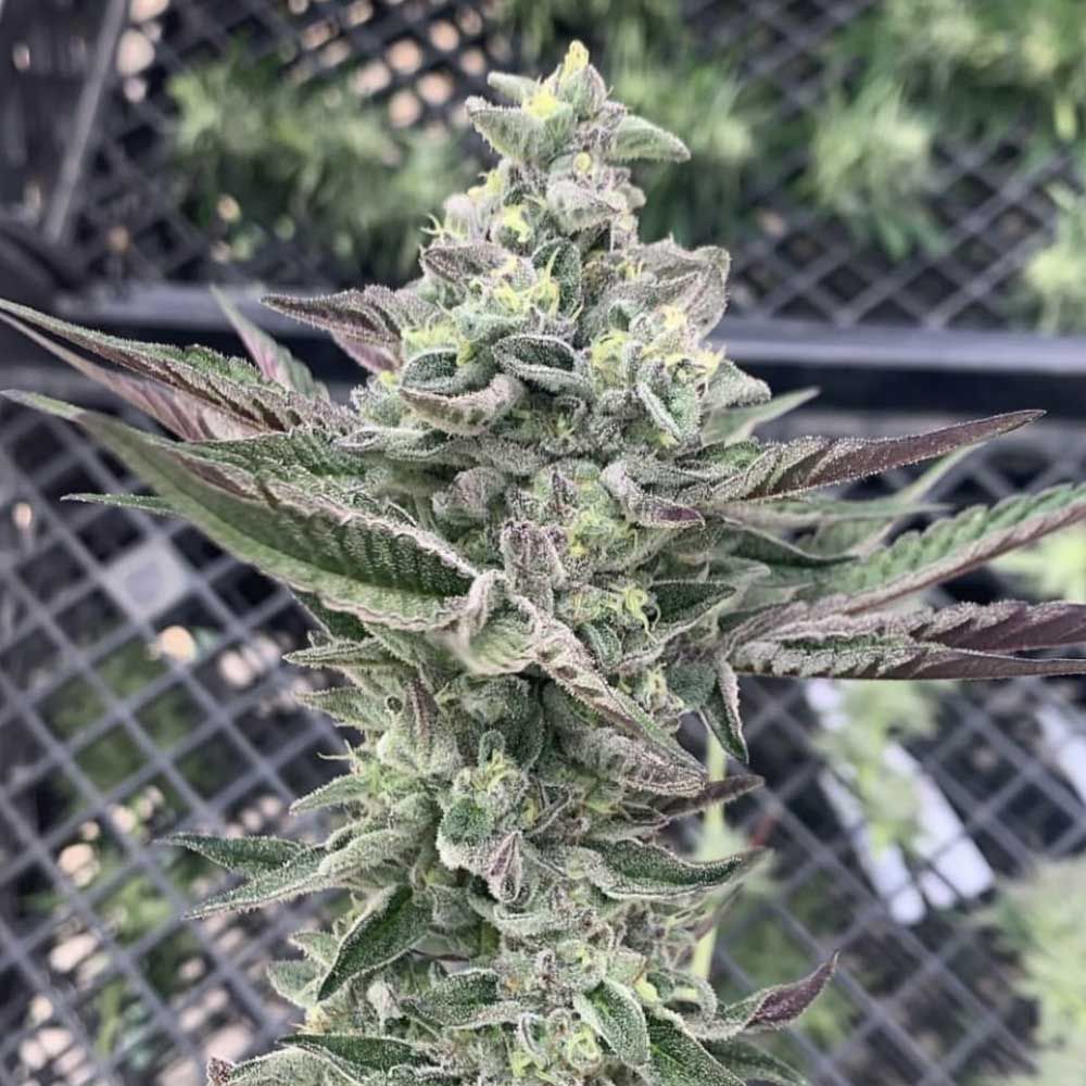 Symbiotic Genetics Seeds - Ginger Mints Feminized