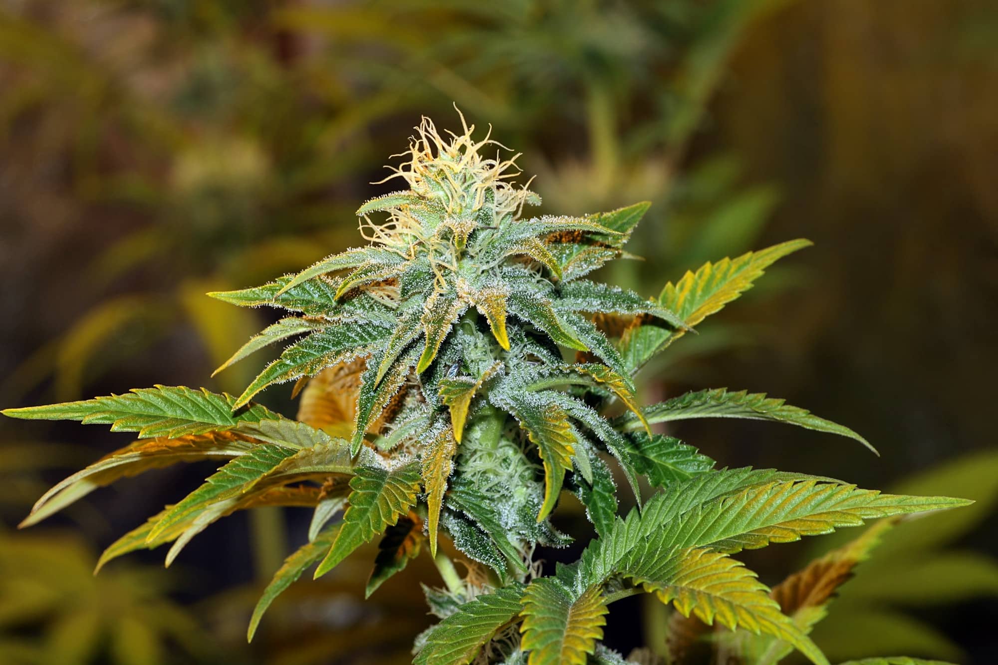 Girl Scout Crack – Feminized – Seedsman 