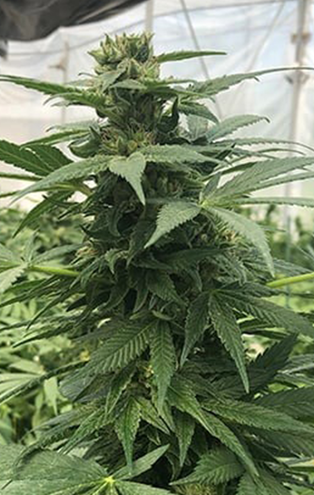 CBD Hemp Premium - Goliath CBD - Feminized