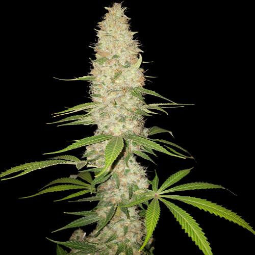 Spliff Seeds - Gorilla - Feminized 