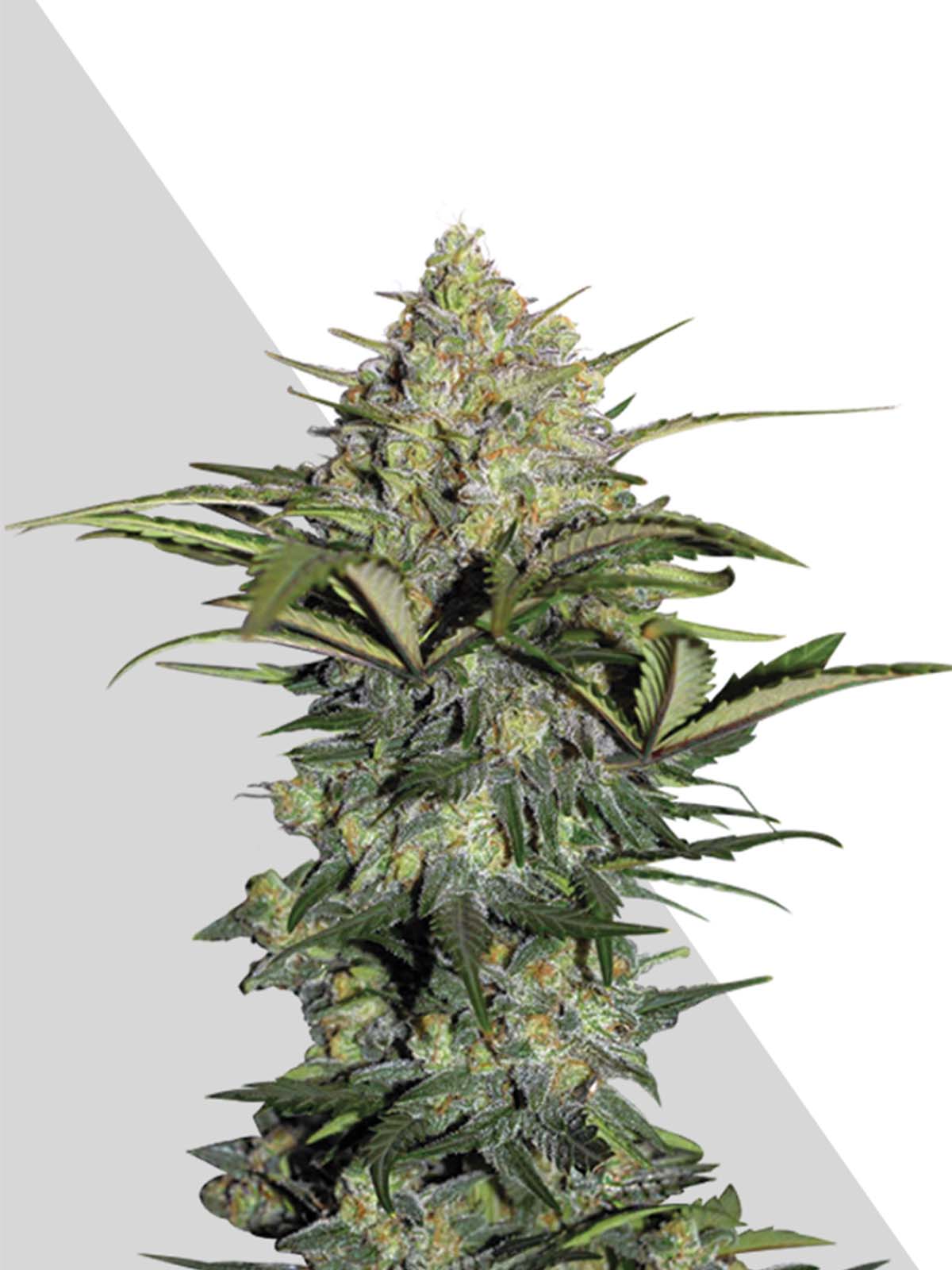 Auto-Tastic Seeds - GG. Auto - Feminised 