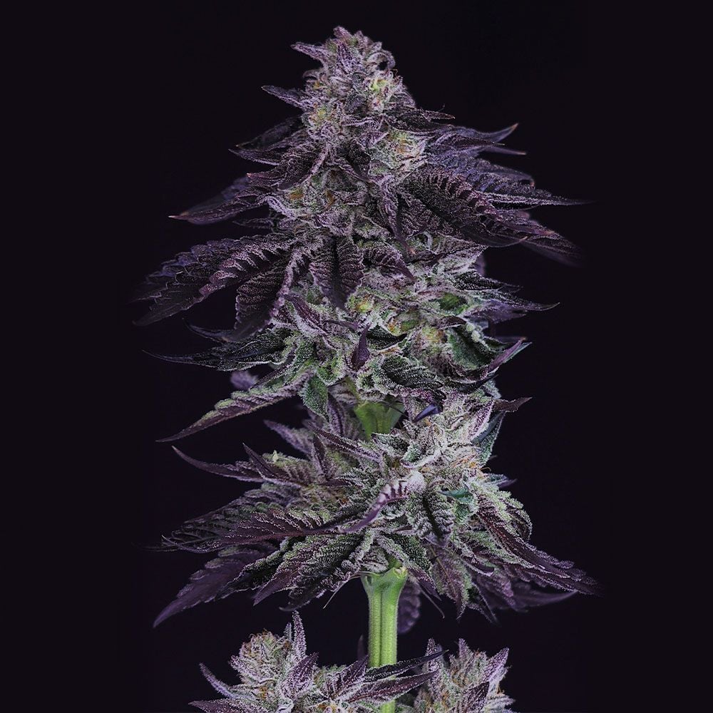 Crockett Family Farms - Grape X - Regular