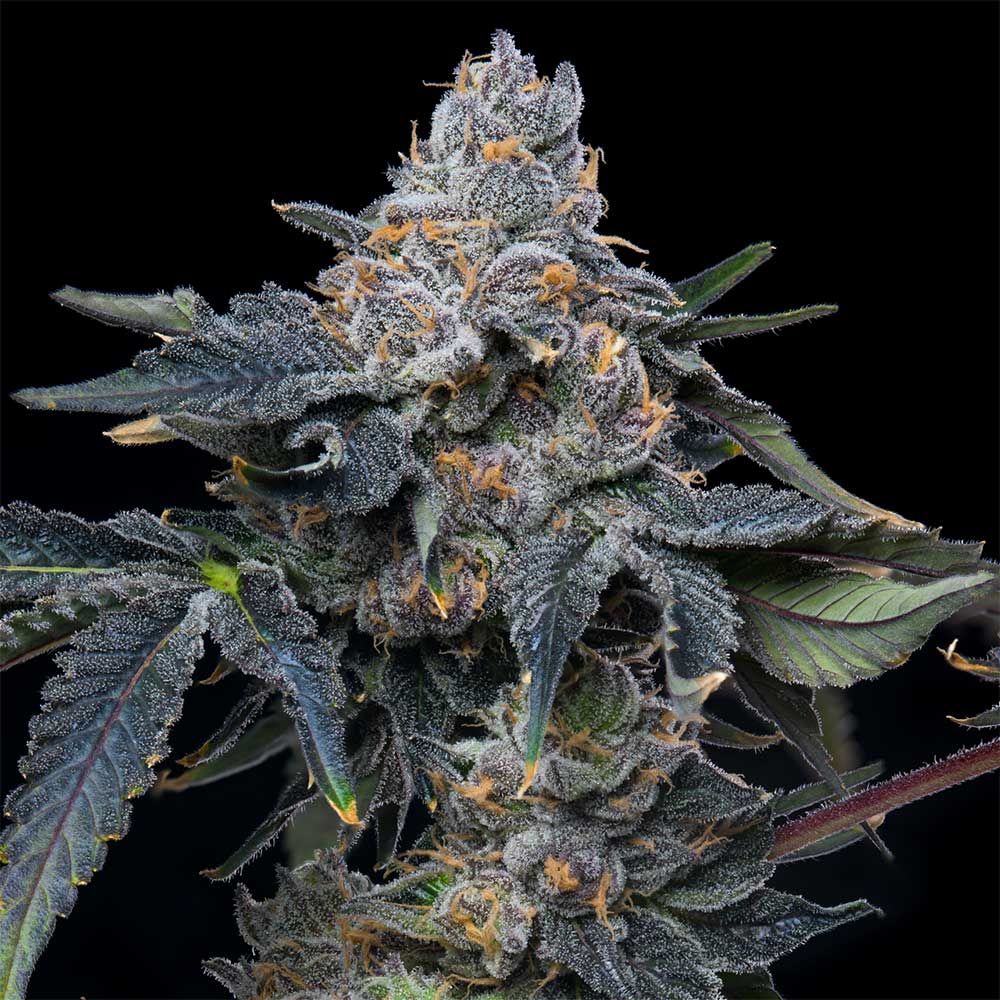 Cookies Seeds - Grape Z x Hollywood - Feminized